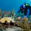 샴푸·선크림 속 ‘옥시벤존’ 산호초 죽일 만큼 나빠 - 연구