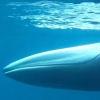 [와우! 과학] 극희귀종 ‘오무라 고래’ 야생서 첫 영상 포착