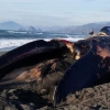 美해변에 쓸려온 23m 대왕고래 사체…범인은 엘니뇨?