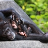 “침팬지, 장애가진 새끼있으면 무리가 함께 돌본다”