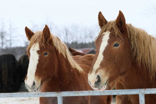 “화나셨어요?”…말(馬), 인간의 감정 읽을 수 있다
