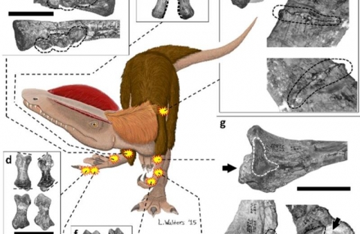 쥐라기 공룡의 삶도 고단했다? 여러 골절 지닌 공룡 발견