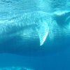 세계서 가장 희귀한 ‘오무라 고래’ 80마리 무더기 포착