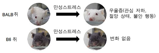 스트레스 받아도 우울증 막는 유전자 발견