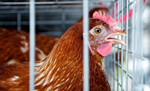 ‘치킨’ 아닌 ‘닭’에 관해 우리가 몰랐던 사실 5가지