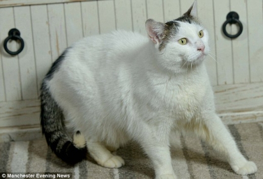 [애니멀픽] 고양이 한 몸에 있는 男과 女, 이제 그만 헤어져