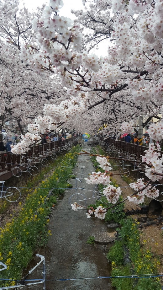 벚꽃이 핀다…옹종한 방구석 박차고 진해로 가자!(여행)
