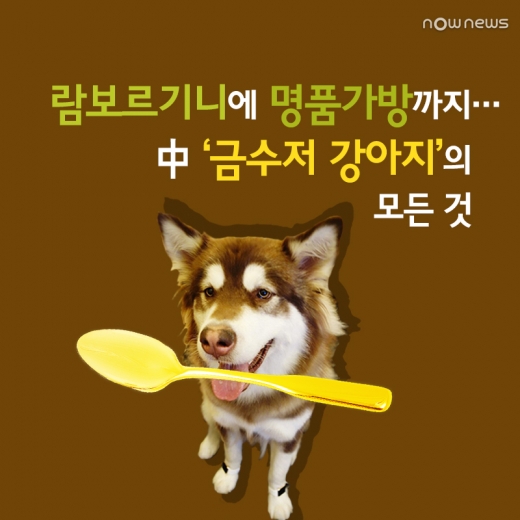 [카드뉴스] 0.01% 금수저 강아지, 네 정체가 뭐니?