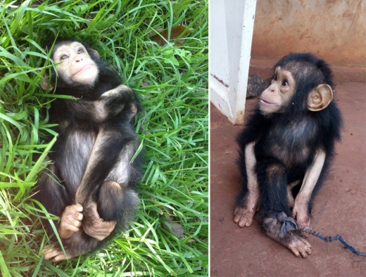 처음으로 자유 맛본 아기 침팬지, 햇빛에 배시시 웃음