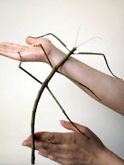 세계 최장신 곤충…62.4cm 대벌레 中서 발견