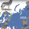 “개는 1만 2000년 전 아시아와 유럽서 각각 가축화” (사이언스紙)