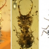 [와우! 과학] 호박에 갇힌 1억 년 전 곤충들…알고 보니 ‘위장의 명수’