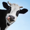 “행복한 젖소의 우유에 칼슘 더 많아”(연구)