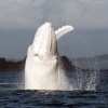환상의 흰고래…미갈루 올해 첫 등장