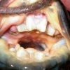 [여기는 남미] ‘사람 이빨’의 신종 인치어(人齒魚) 발견