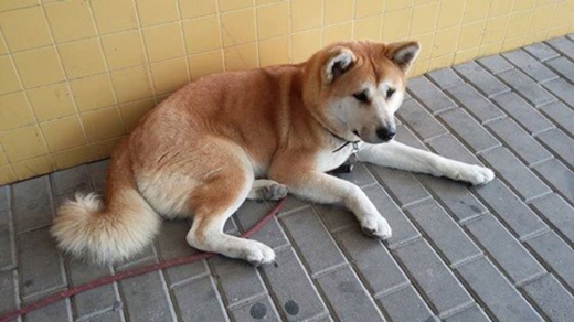 주인 입원한 병원 옆에서 6일째 기다리는 견공 화제