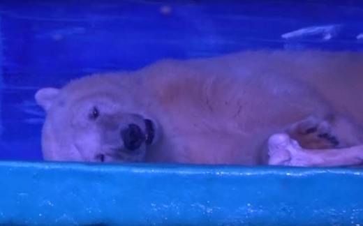 세계에서 가장 슬픈 북극곰, ‘지옥 쇼핑몰’ 벗어난다