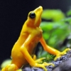 “황금개구리를 지켜라” 콜롬비아, 출입국 검색 강화