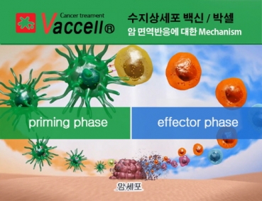 비소세포성 폐암 대상 ‘수지상세포 백신 면역세포치료’, 임상 효과 발표
