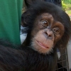 ‘새끼는 1500만원, 죽은 가족은 고기값’…침팬지 밀렵 실태