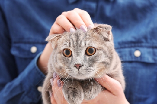 “고양이 키우면 정신병 위험 높아져?…근거 없다” (연구)