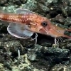 새우와 물고기 합쳐 놓은 바다생물 발견