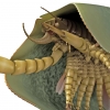 [와우! 과학] ‘병따개’ 모양 집게발…신종 고대 생물 발견