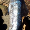 신비한 그림, 문자 등 ‘문신’ 새겨진 거대 물고기 발견