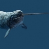 ‘바다의 유니콘’ 일각고래 ‘거대 뿔’ 비밀 풀렸다
