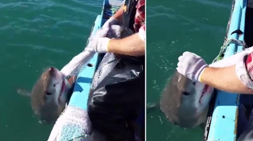 상어가 사람과 줄다리기를 했다(영상)