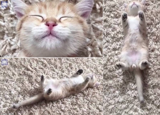똑바로 누워 네 발 들고 낮잠 자는 아기 고양이 화제