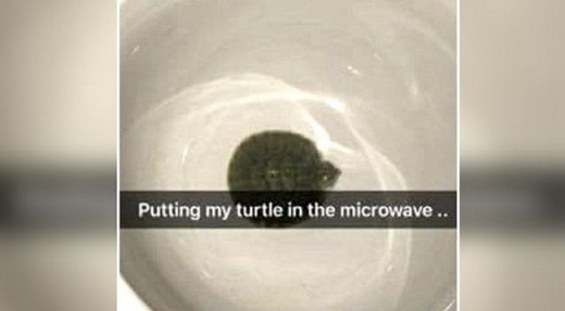 전자레인지에 거북이 돌린 10대, 웃으며 방치한 엄마