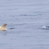 극히 희귀한 ‘알비노 아기 돌고래’ 美서 발견