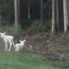 온몸이 하얀색… ‘쌍둥이 아기 사슴’ 노르웨이서 발견