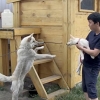 韓 복제 강아지, ‘생물학적 어미’ 처음 만난 순간