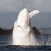 세계적 극희귀종 ‘하얀 혹등고래’, 올해 첫 포착