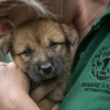 한국 개고기 농장에서 구출된 개 100마리, 미국행