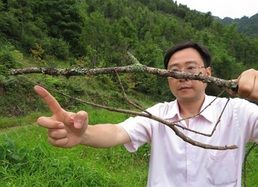 세계에서 가장 긴 곤충, 中 발견…길이 64㎝ 대벌레