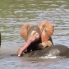 남아공서 아기 분홍 코끼리 포착 “영상은 처음”