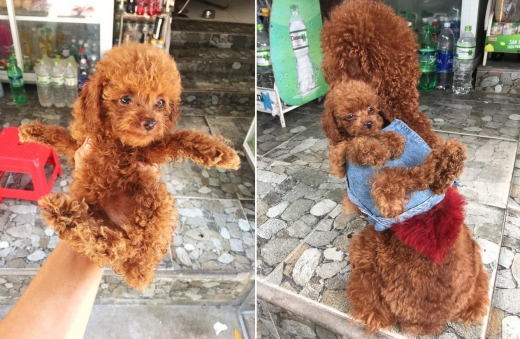 아빠개가 새끼 업고 산책…‘개 아기띠’ 만든 남성 화제