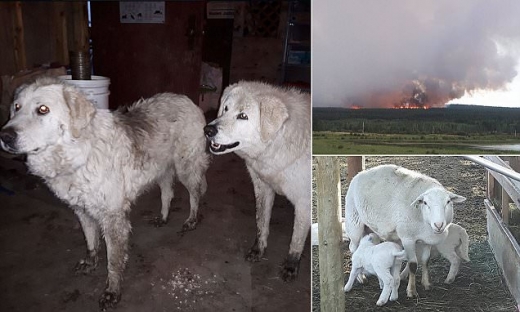 산불로 도망간 주인 대신 20일 간 양떼 지킨 목양견