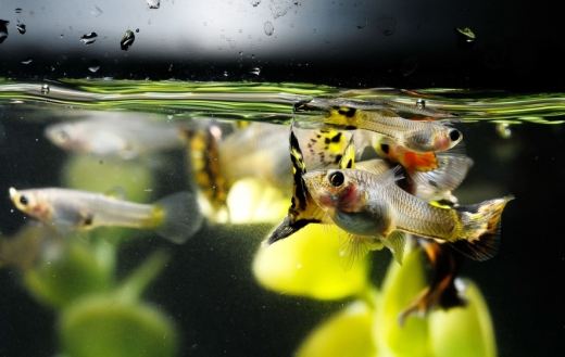 “물고기도 인간처럼 각자 개성이 있다” (연구)