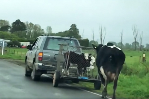 “우리 아이들 돌려줘요” 트럭 뒤쫓는 어미 젖소