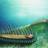 [와우! 과학] 긴 몸에 가시…신비한 고대 바다 생물 화석 발견
