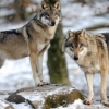프랑스 ‘늑대와 전쟁’ 논란…생태계 부활 vs 양떼 초토화