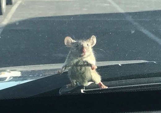 美경찰 차량 탈취?…귀여운 ‘생쥐 머그샷’ 화제