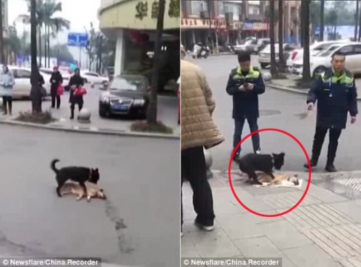 뺑소니에 치인 동료견 살리려 안간힘 쓰는 개