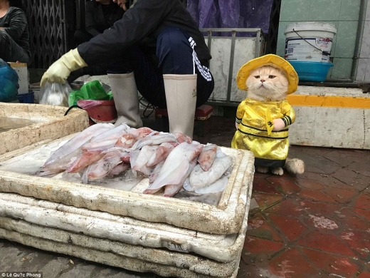 [애니멀 픽!] “내가 가게 주인이라옹”…생선파는 고양이 화제