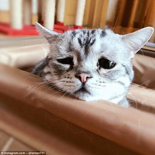 [애니멀 픽!] 세상에서 가장 슬픈 고양이? ‘루후’의 근황