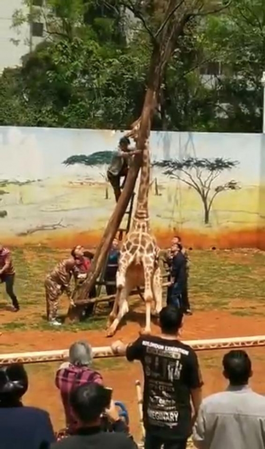 나뭇가지에 목 끼인 기린, 5시간 사투 벌였지만 결국